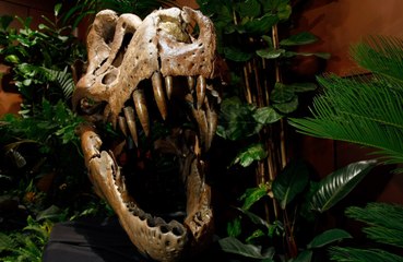 The asteroid that wiped out the dinosaurs was not alone