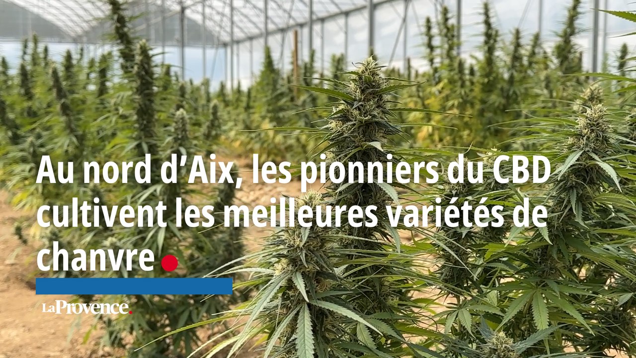 Au nord d’Aix-en-Provence, les pionniers du CBD cultivent les meilleures variétés de chanvre