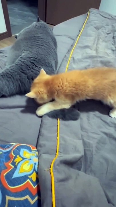 "Caught in the act of being TOO cute "