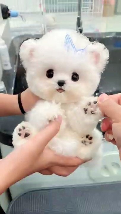 Poodle grooming ♥️ Cotton Candy #kawaii #cute #cutedog #poodle #puppy #youtubeshorts