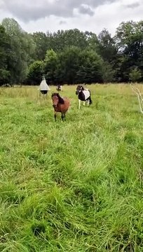 les poneys recueillis par le refuge Canima à Avilley