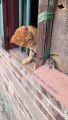 Tom and Jerry in Real Life: Funny Cat and Mouse Antics