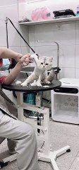 Curious Cat in Hilarious Situations