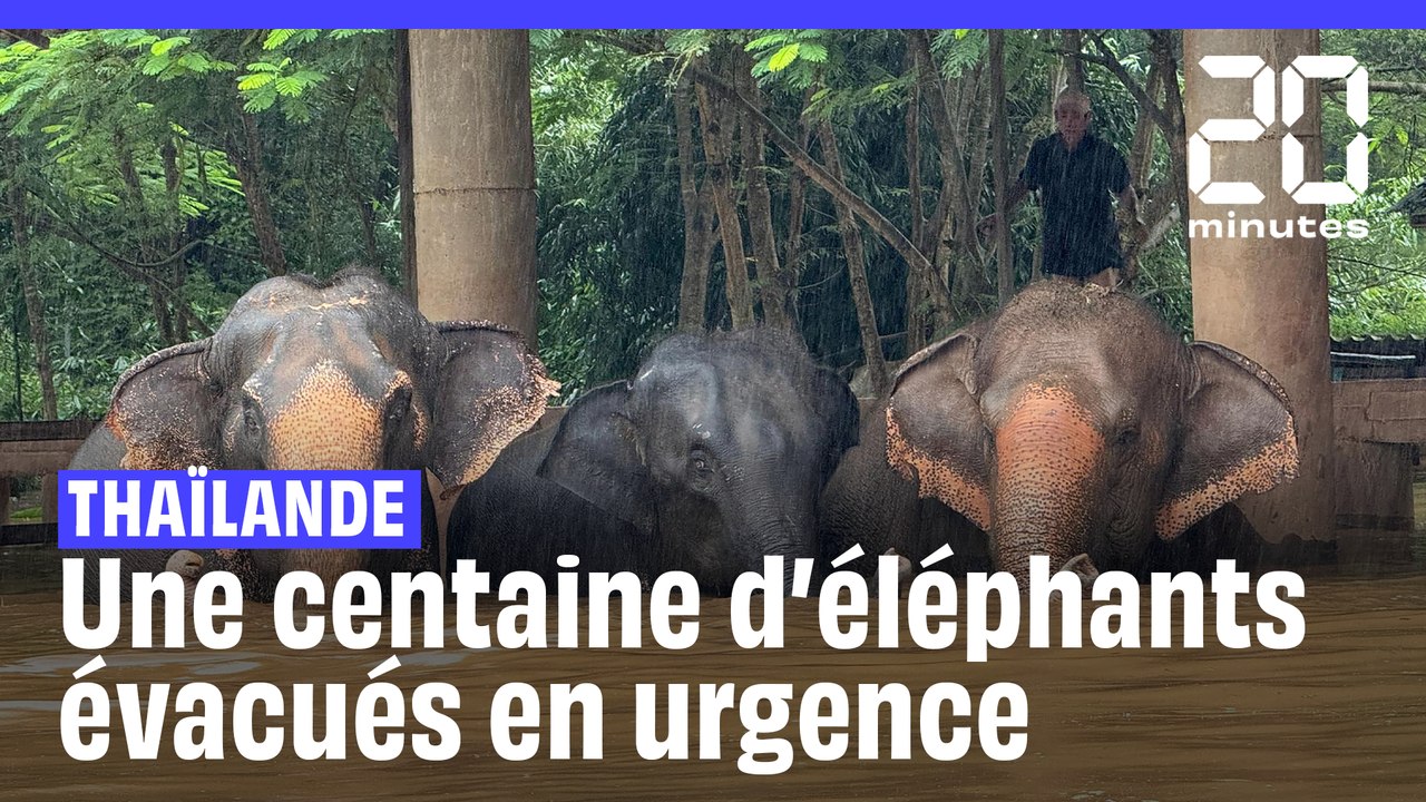 En Thaïlande, une centaine d’éléphants ont été évacués en urgence à cause des inondations