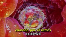 BEBIDAS MATINALES para BAJAR LA GLUCOSA