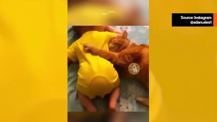 Videokokoelma kokoaa söpöjä hetkiä kissojen ja vauvojen väliltä