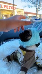 Pets Caught in the Act! You Won't Stop Laughing! 