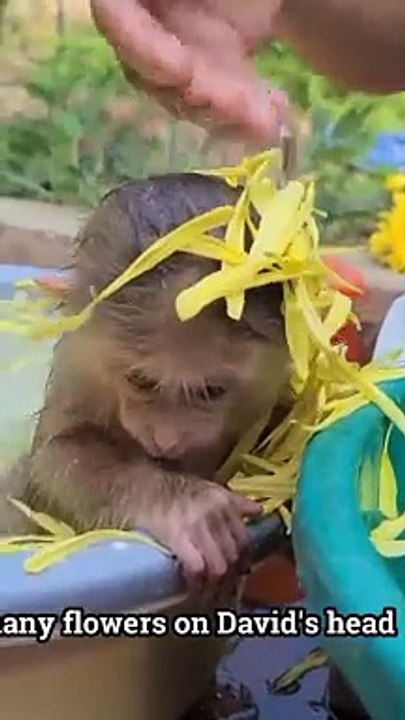 David take a bath