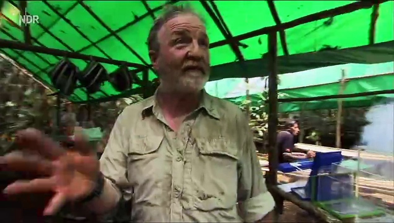 Expedition Neuguinea (2) - Flughunde und Urwaldkrokodile