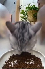 اتأكد ان محدش شايف وقام ياكل بايده الاتنين