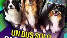 Autobús solo para perros.