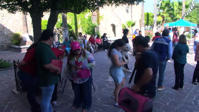 Realizan bendición de mascotas en iglesia de San Francisco de Asís