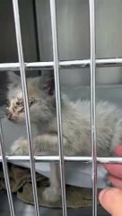 gato, resgate, IRA, Amadora