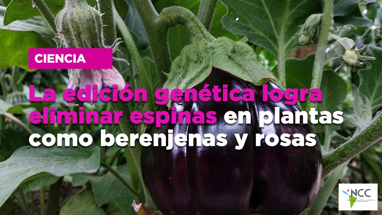 La edición genética logra eliminar espinas en plantas como berenjenas y rosas