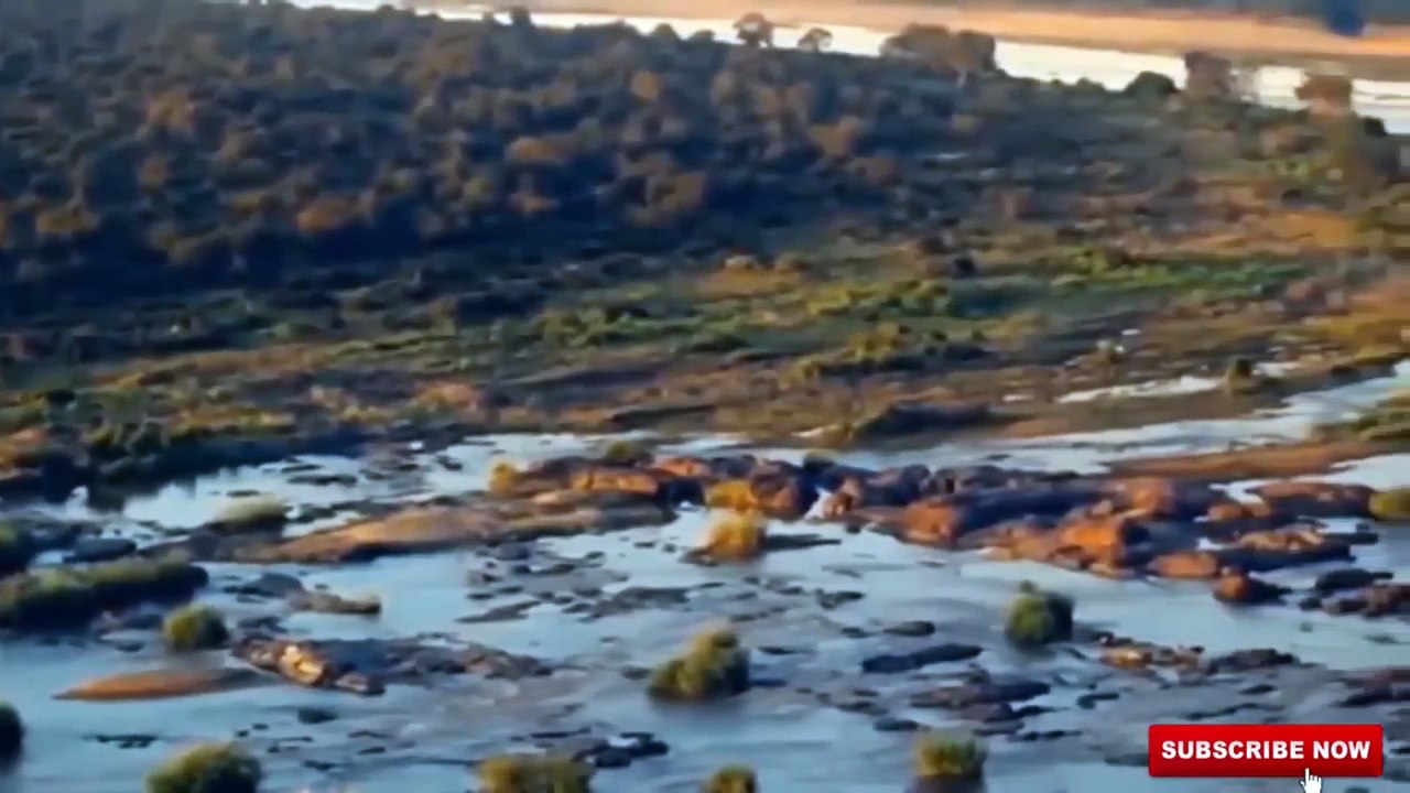 ANIMALS2