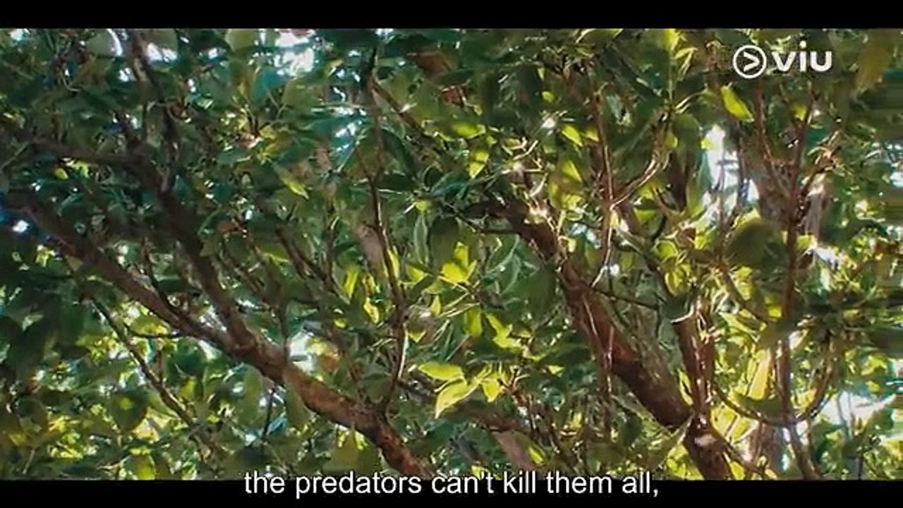 Cicada Cycle (2024) Episode 10 ENG SUB
