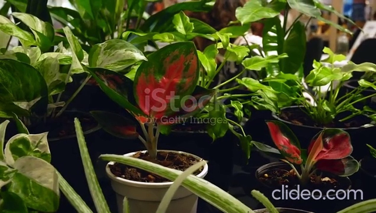 এই গাছ ঘরে লাগালে রিজিকে বরকত হবে  Holy Basil Plant In Islam  Mralimi