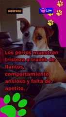 ¿Sabías que tu perro puede extrañarte? Descubre cómo lo demuestra"