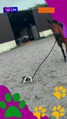 "El Pequeño Gran Guía: La Amistad Entre un Perro y su Caballo"