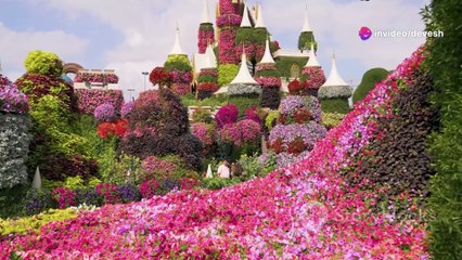 Miracle Gardens in Dubai