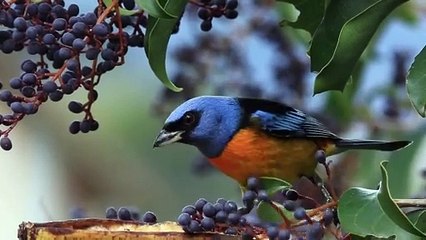 Colourful Birds Eating