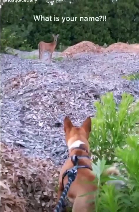 What's Your namel Dog VS Deer