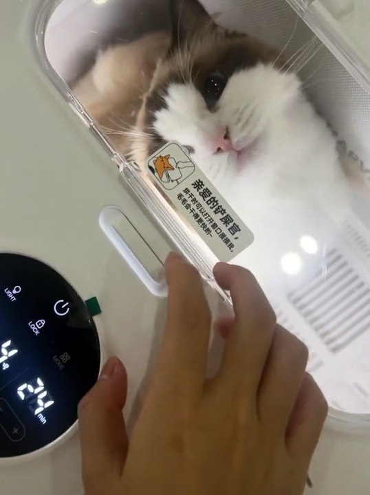 my cat 