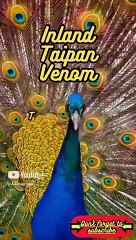 Animal Facts      Inland Taipan Venom       #shorts