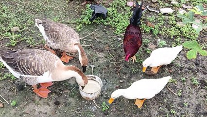 Duck, Ducklings and hen are eating