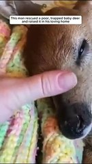 This man saved a helpless fawn and raised it in his loving home #animalshorts #shortvideo