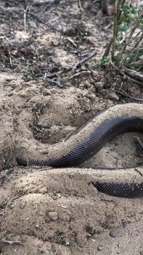 A snake buried in the ground #snake #viral #videos #cartoon