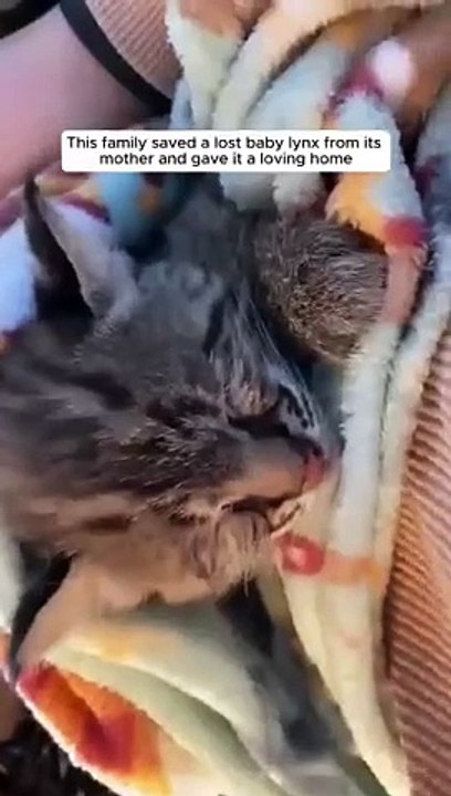 this man saved baby lynx