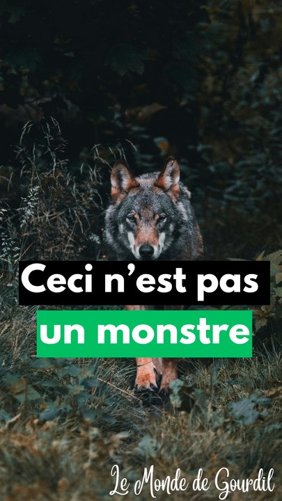 "Taper sur le loup"
