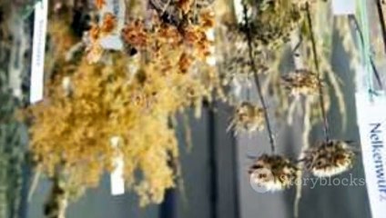 حشيش القطط: نظرة على اسمه واستخداماته الطبية وتأثيراته على الأصدقاء الفرويين