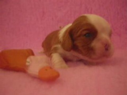 Disc Jockey, chiot cavalier king charles