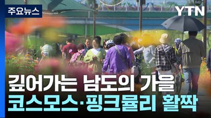 강변 따라 코스모스·핑크뮬리 가을꽃 활짝...깊어가는 남도 가을 / YTN