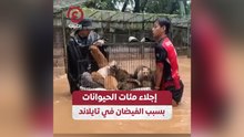 إجلاء مئات الحيوانات بسبب الفيضان في تايلاند