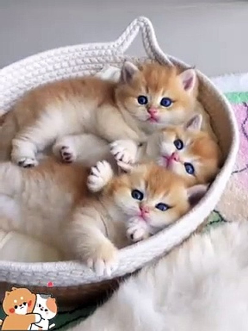 Funny animals | cute animals