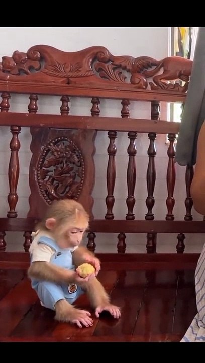 David eating corn \ baby monkey eat halfbeak corn \  funny baby monkey \ animals funny video