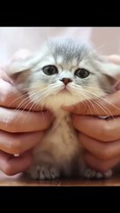 Nhi Pet - Nơi tình yêu dành cho những người bạn nhỏ