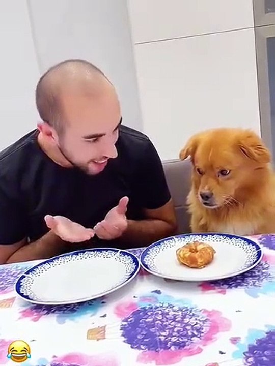 Funny dog