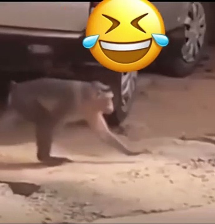 Monkey vs Dog