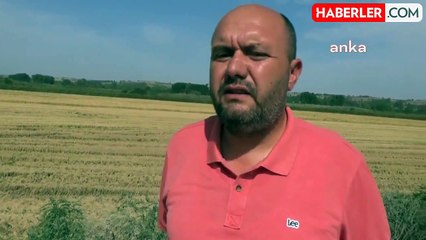 Edirne'de Çeltik Üreticileri Düşük Fiyatlardan Şikayetçi