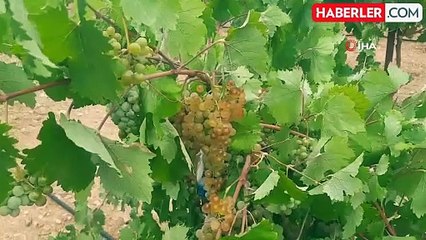 Konya'da İmece Usulü Geleneksel Pekmez Üretimi