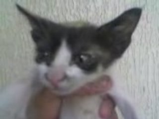 Gat mhbul "chat fou"