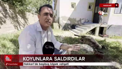 Hakkari'de başıboş köpek vahşeti: Koyunlara saldırdılar
