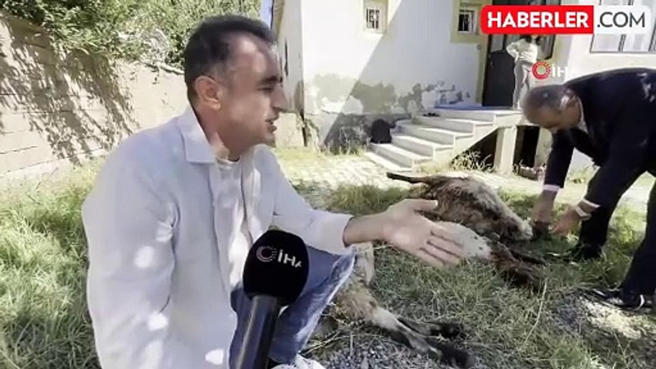 Yüksekova'da Başıboş Köpekler Koyunlara Saldırdı