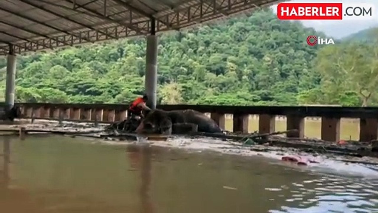 Tayland'da Selde Mahsur Kalan 100 Fil Kurtarıldı