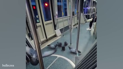 Funny ANIMAL Videos make us Laugh  Funniest CATS and DOGS 2024