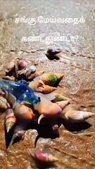 Snails looking for food